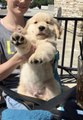 Owner Makes Puppy Dance by Moving Their Legs