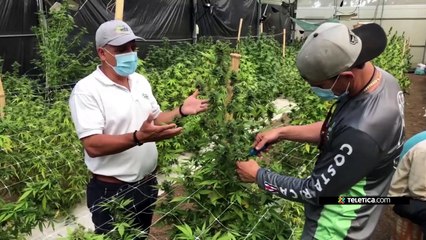 tn7-avanza-investigacion-para-producir-cañamo-en-costa-rica-160121