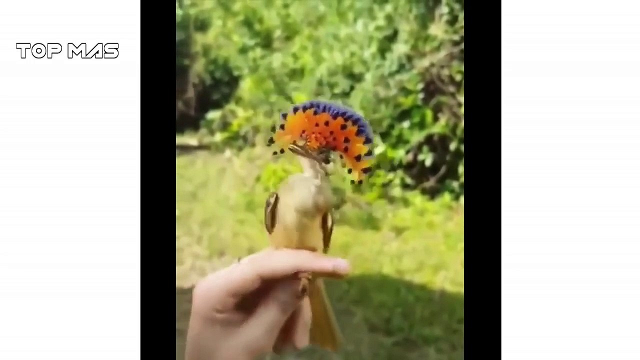 LINDOS ANIMALES BEBÉS, RECOPILACIÓN DE MOMENTOS LINDOS DE LOS ANIMALES  LOS ANIMALES MÁS LINDOS - CUTE ANIMALS BABIES, COLLECTION OF CUTE MOMENTS OF ANIMALS THE CUTEST ANIMALS