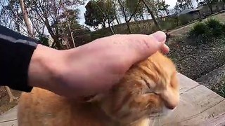 I took a video of a stray cat living in Japan.102