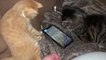 Kitten Gets Startled And Pushes Other Cat Off Couch While Playing Game on Phone