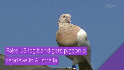 Fake US leg band gets pigeon a reprieve in Australia, and other top stories in strange news from January 17, 2021.