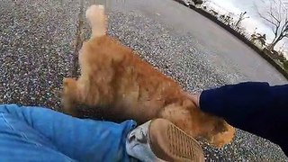 I took a video of a stray cat living in Japan.103