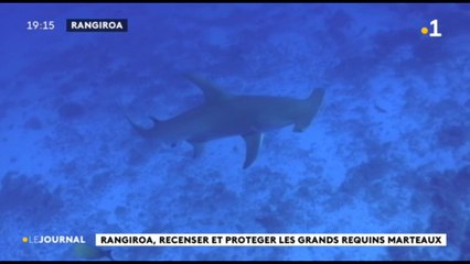 Rangiroa, recesser et protéger les grands requins marteaux