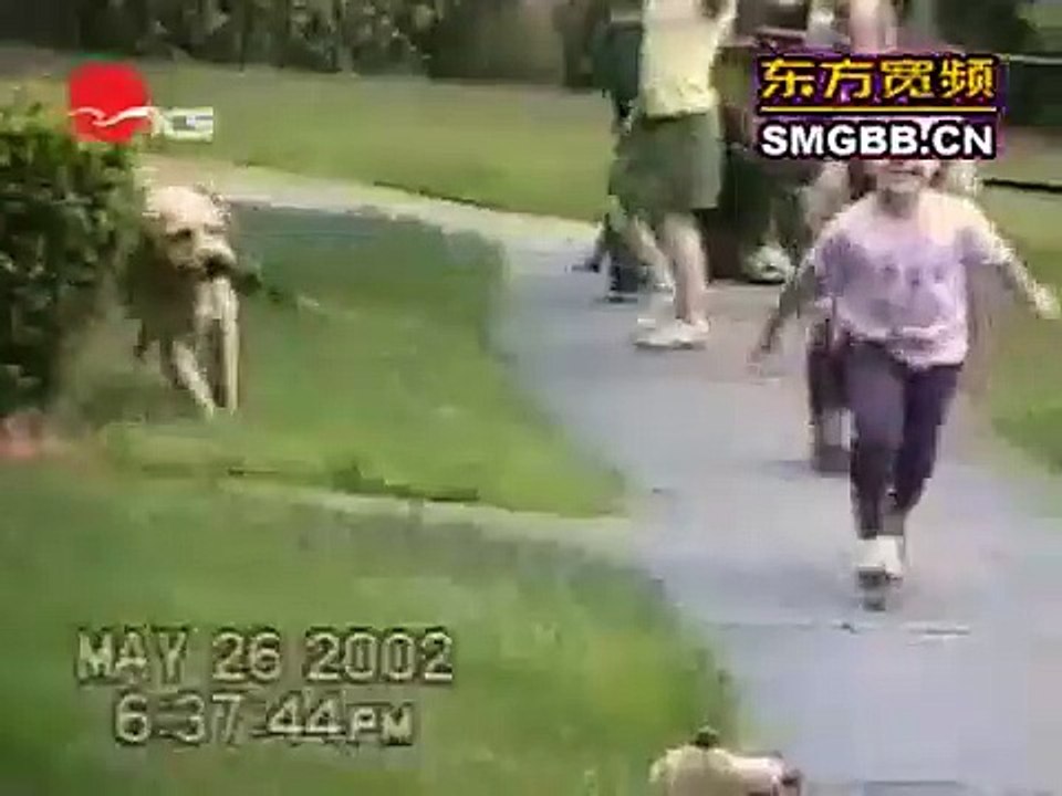 The world's most funny dog video