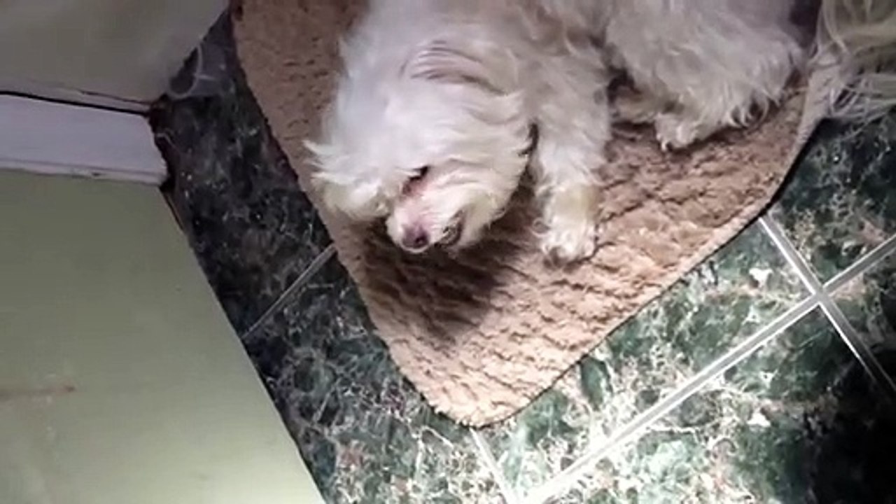 Snuggles loves bubble gum