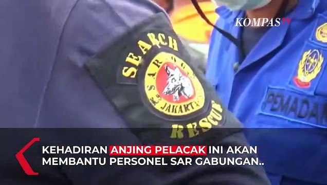 Basarnas Terjunkan Anjing Pelacak K9 untuk Pencarian Korban Gempa Sumbar