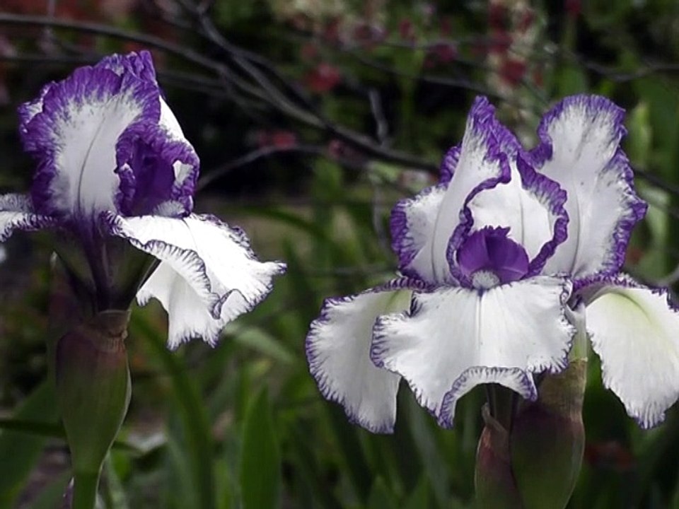 5 minute meditation music for positive energy,relax,meditation music for positive energy 5 minut