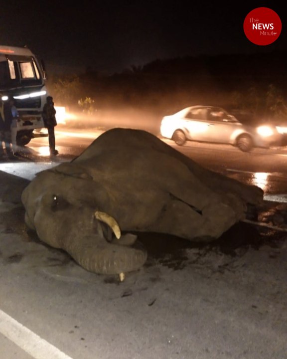 Elephant hit by container truck on Hosur-Krishnagiri highway dies