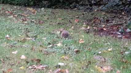 Petit hérisson en balllade