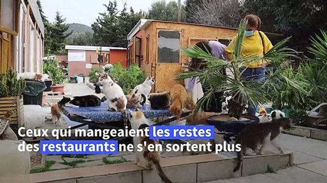 A Chypre, les abandons de chats se multiplient avec la pandémie