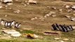 Deux groupes de pingouins se croisent et semblent échanger des informations