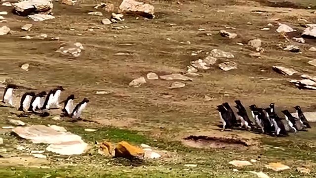 Deux groupes de pingouins se croisent et semblent échanger des informations