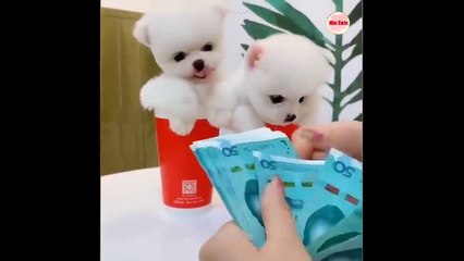 Komik ve Sevimli Pomeranian - Dog Pomeranian