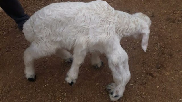 6 ayaklı dünyaya gelen kuzu görenleri hayretler içinde bıraktı