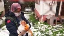 - Bursa’da havalar soğudu, kediler villalarına çekildi