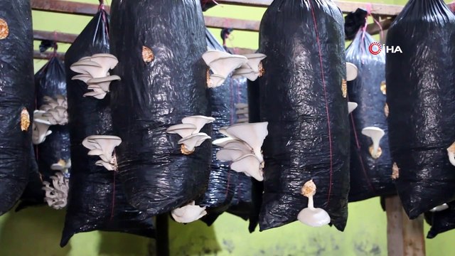 Hobi Olarak İstiridye Mantarı Üretmeye Başladı, Siparişlere Yetişemiyor