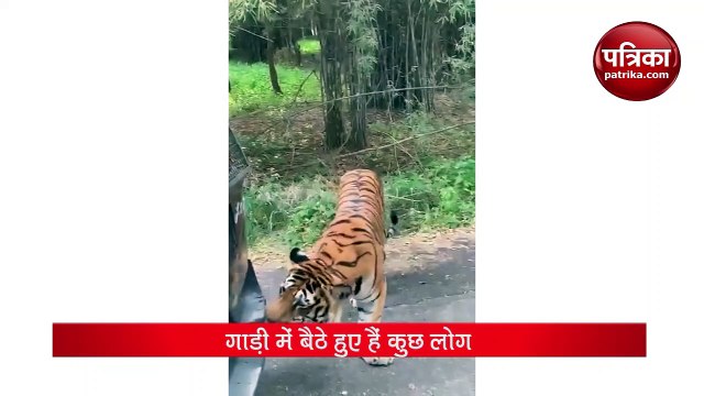 Tiger pulling tourist vehicle in Bannerghatta park, watch Video