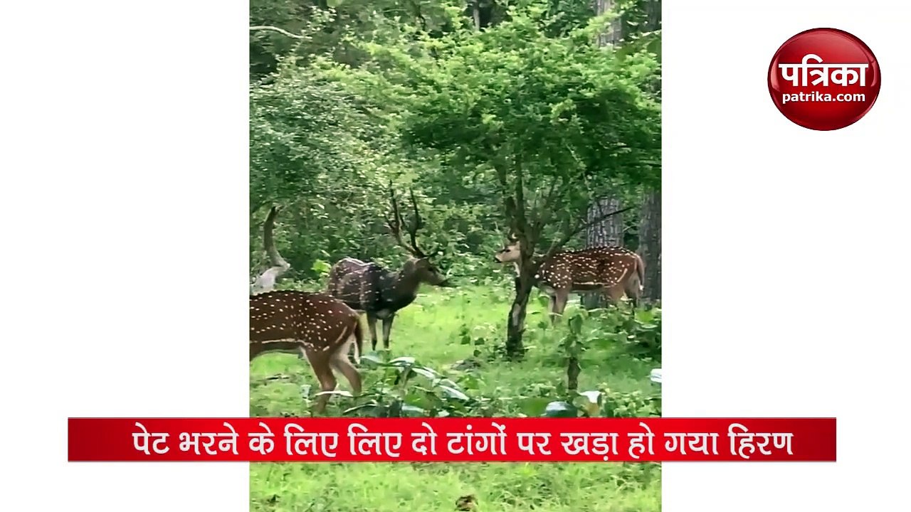 video: Deer stands on its hind legs to eat from tree.
