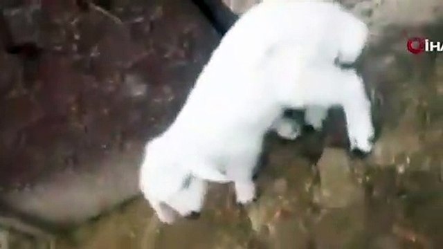 Diyarbakır'da bir kuzu 6 ayaklı doğdu