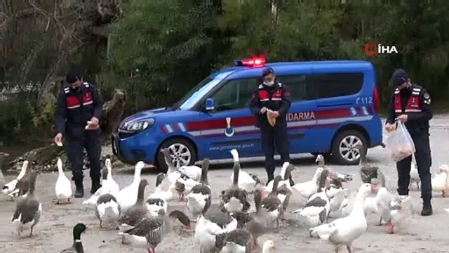 Azmak’taki ördekleri Jandarma besledi