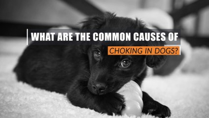 What are the Common Causes of Choking in Dogs?