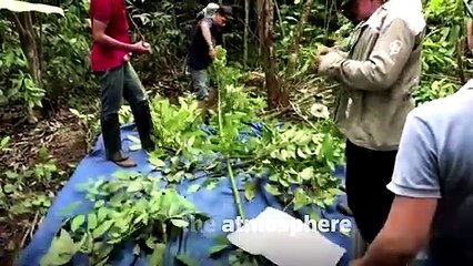 Chopping trees to count carbon in the Amazon