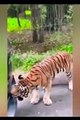 هشاهد: النمر البنغالي يسحب 1.8 طن من سيارة سفاري جيب بأسنانه