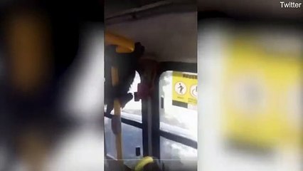 حيوان الكسلان يستمتع بركوب حافلة المدينة: شاهد الفيديو الرائع