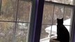 Ce chat découvre de la neige... adorable