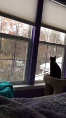 Ce chat découvre de la neige... adorable
