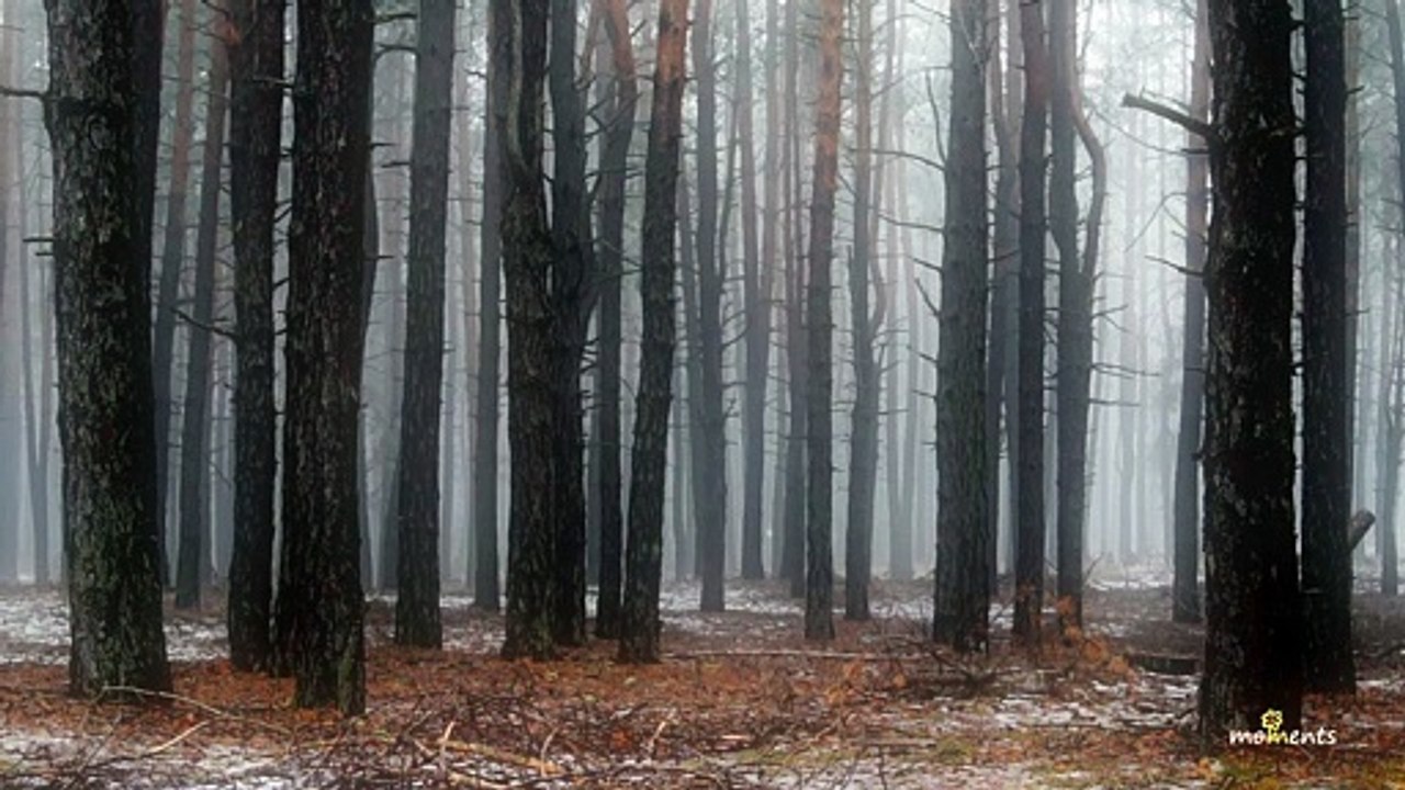 Wizard Fog or a little mysticism | Relax Music & Nature (Creep, Emmit Fenn)