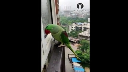 Talking Parrot Calling Mummy in Lockdown