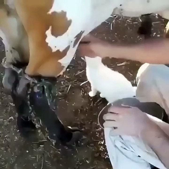 un chat qui boit le lait de vache mdrrrr