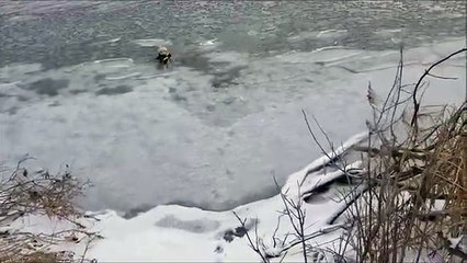 Doc retrieves duck 12 30