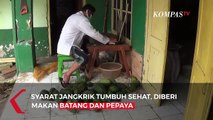 Budidaya Jangkrik Omzet Jutaan Rupiah