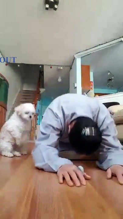 034. Godly Praying little dogs - Funny Dailymotion Video