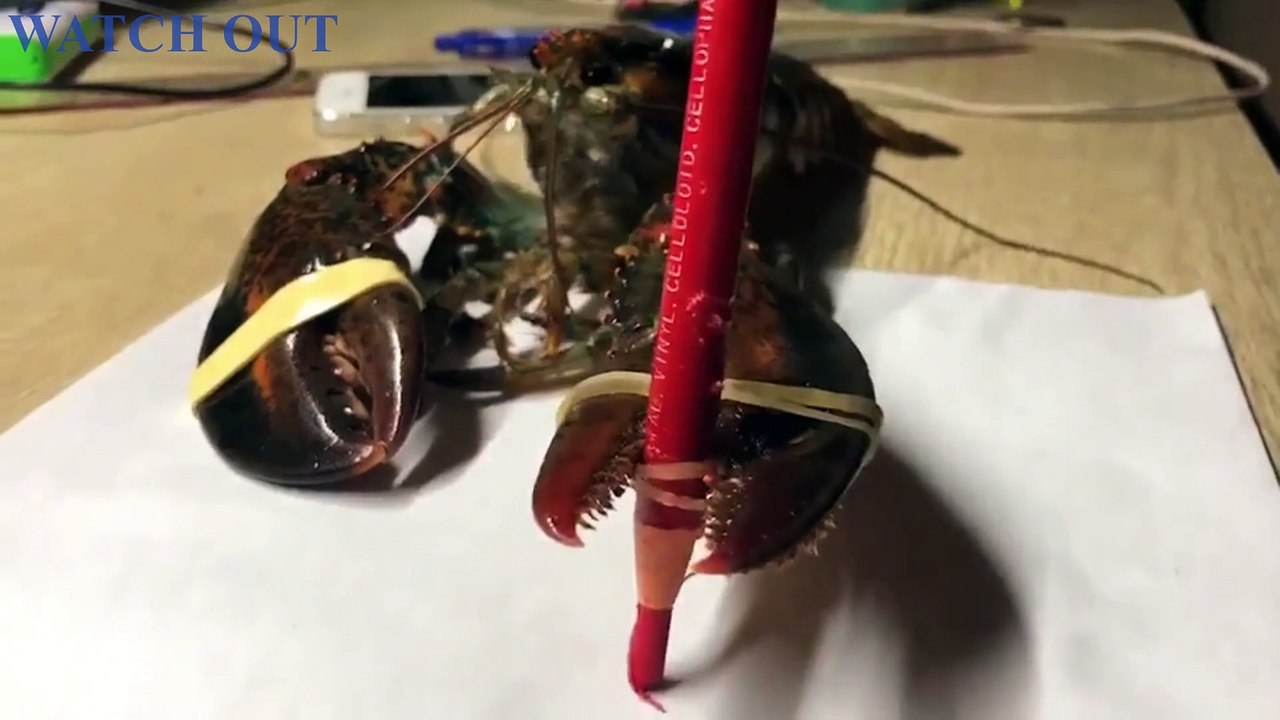 041. Lobster writing - Funny Dailymotion Video