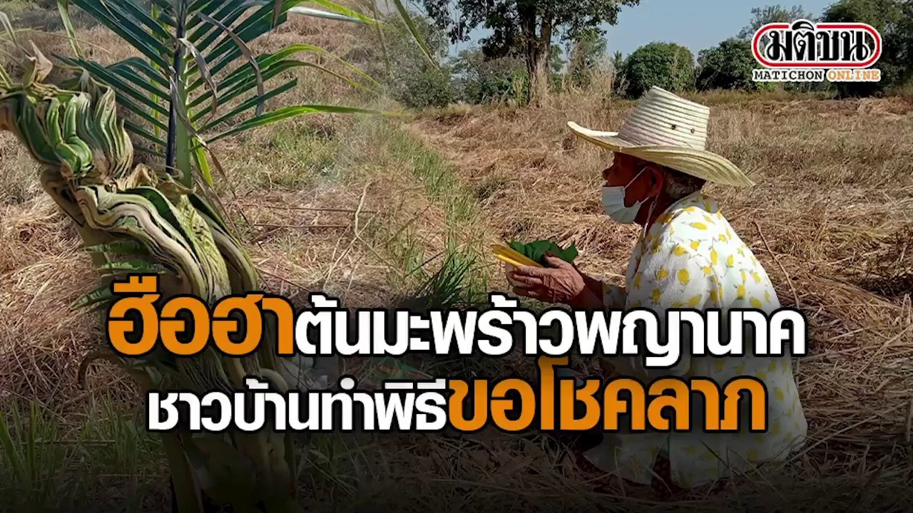 ฮือฮา ต้นมะพร้าวพญานาค ชาวบ้านทำพิธีขอโชคลาภ