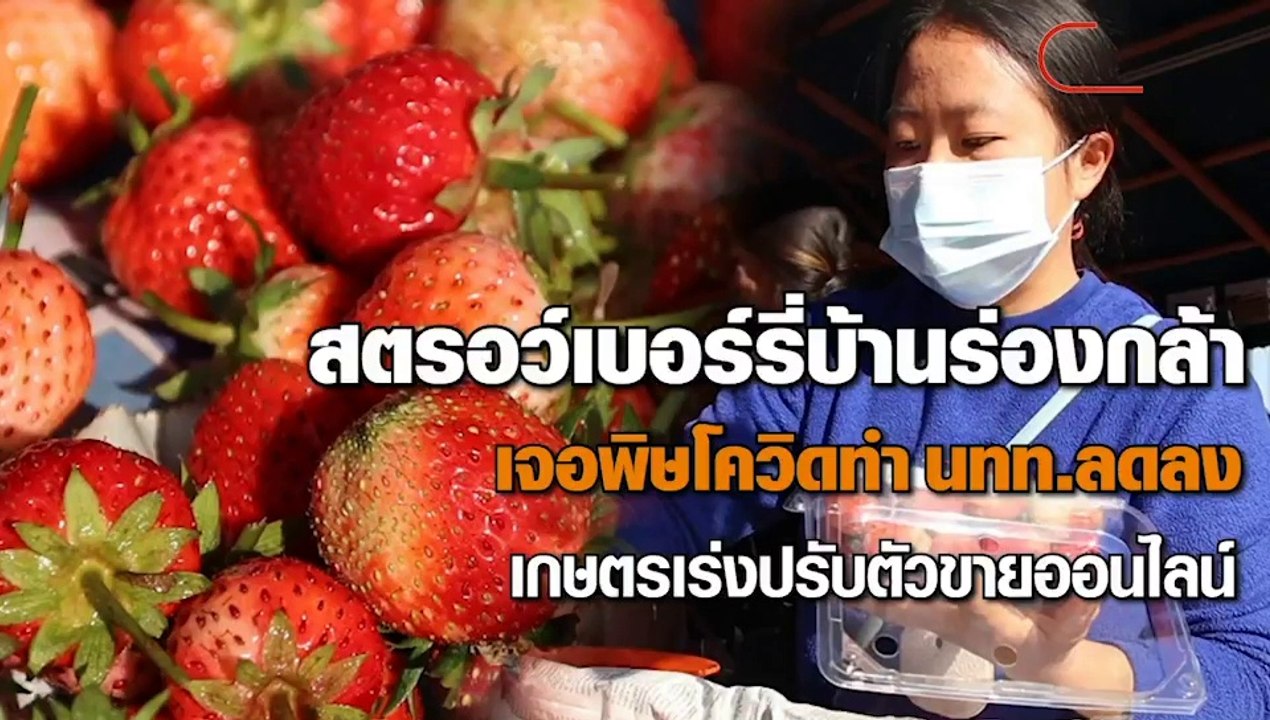 สตรอว์เบอร์รี บ้านร่องกล้ากระทบโควิด ต้องเร่งปรับตัวขายออนไลน์