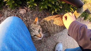 I took a video of a stray cat living in Japan.107