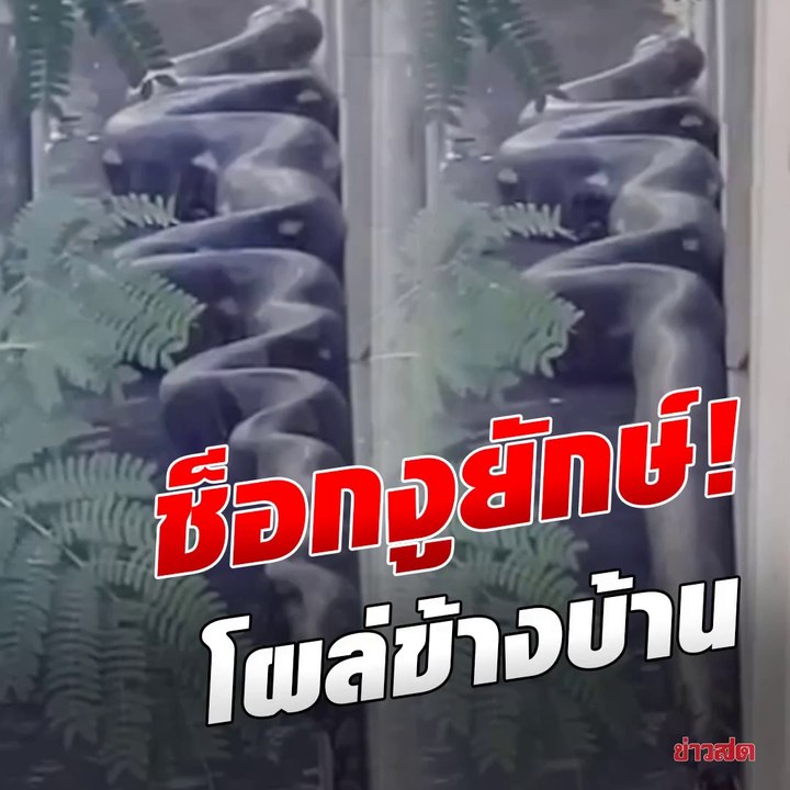 ขนลุกเกรียว งูยักษ์ปริศนาโผล่ข้างบ้าน มหึมาจนคนนึกว่าตัดต่อ โบอาแห่งคลองสามวา!