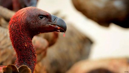 الصورة الإيجابية للطيور آكلة الجيف