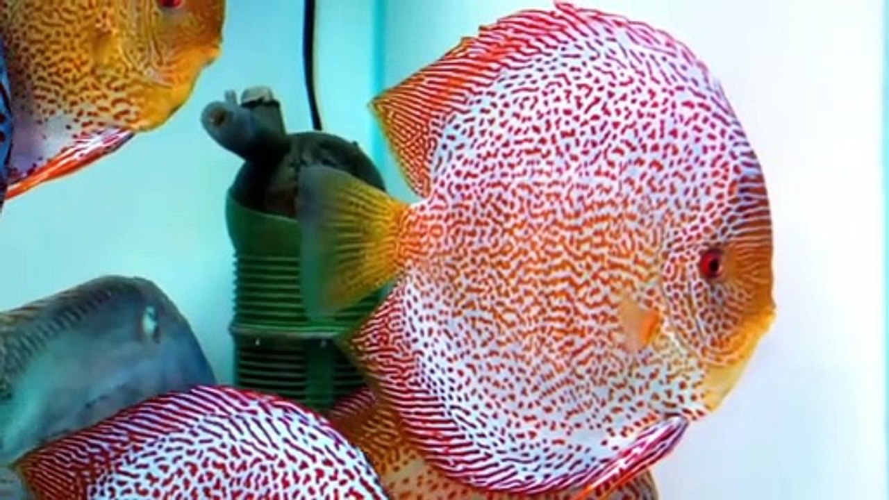 Underwater Ambience, Deep Relaxing Music, Sleeping Music, Meditation Music