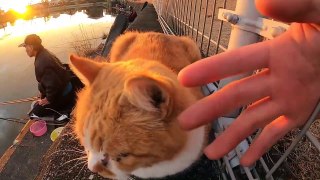 I took a video of a stray cat living in Japan.108
