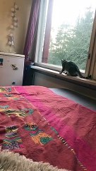 My lovely cat mini trying to get out of the window