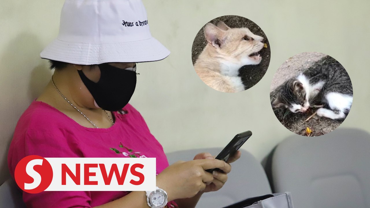 Broker claims trial to charge of injuring, killing cats in Seberang Jaya