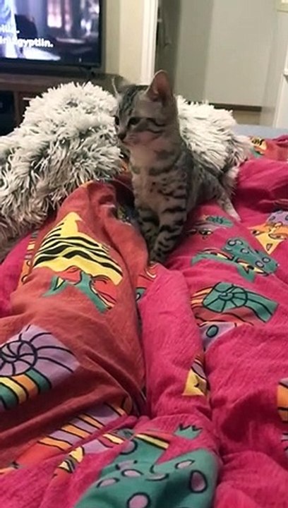 Mini say hello 