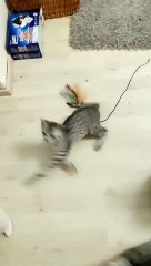 My mini cat playing on the floor lovely cat