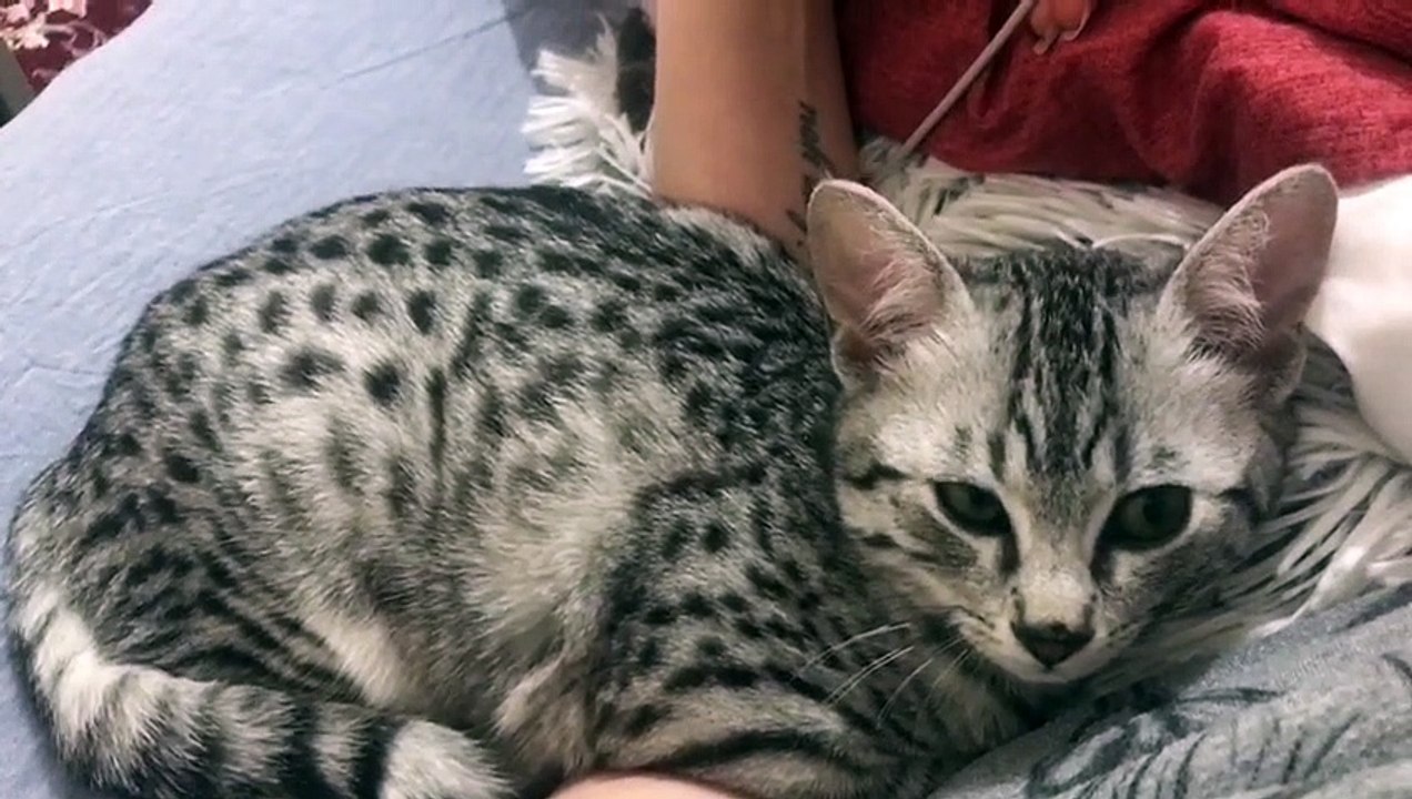 My cat mini fall asleep in peace